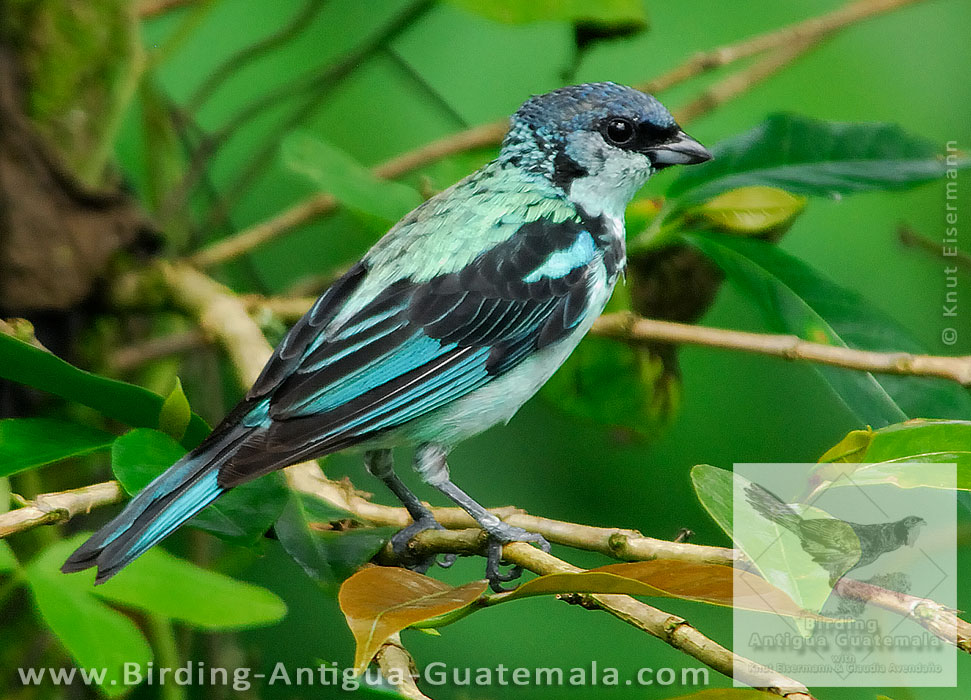 Azure-rumped Tanager