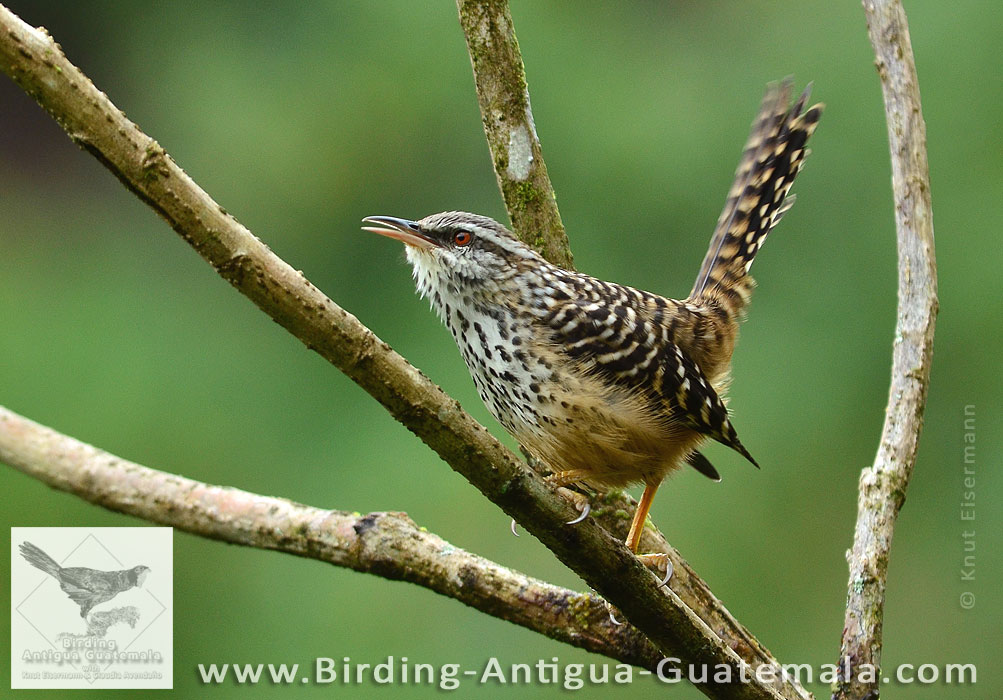 Band-backed Wren