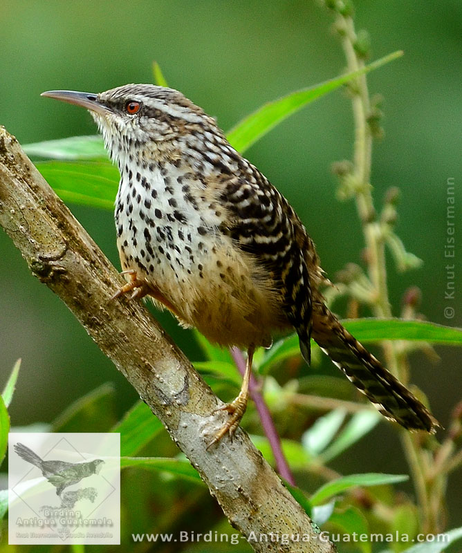 Band-backed Wren