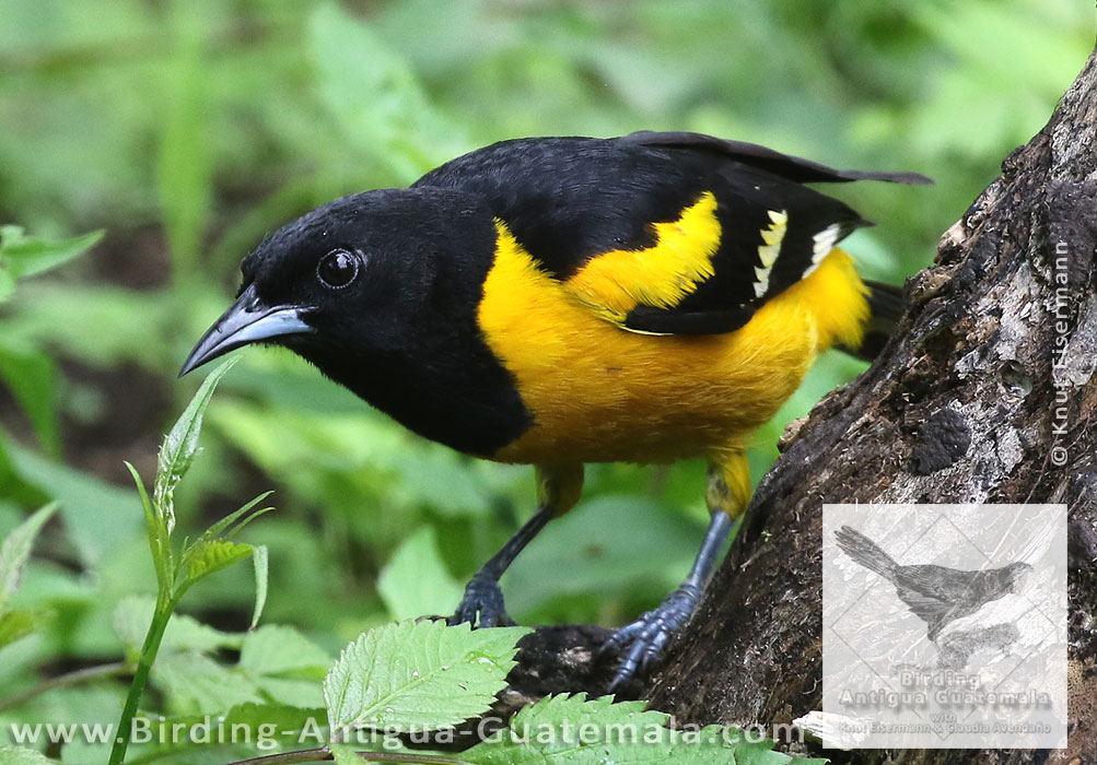 Male Bar-winged Oriole