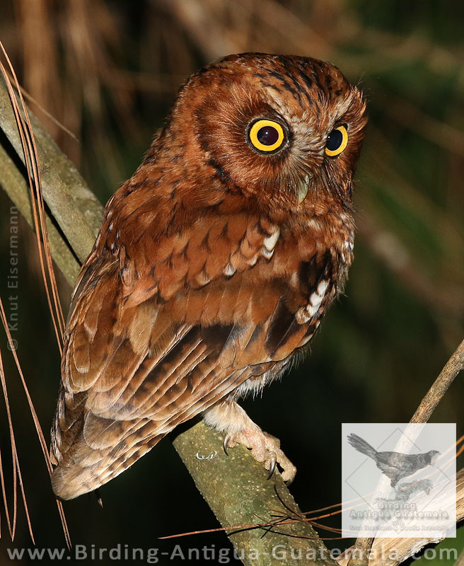 Bearded Screech-Owl