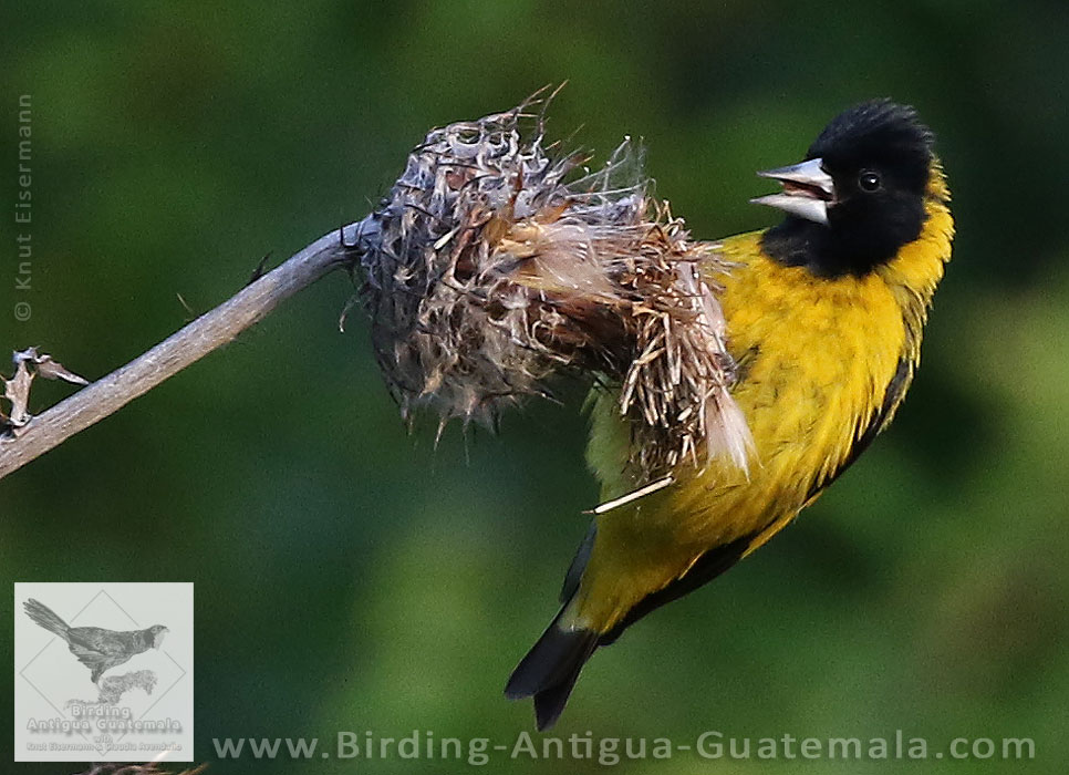 Black-headed Siskin