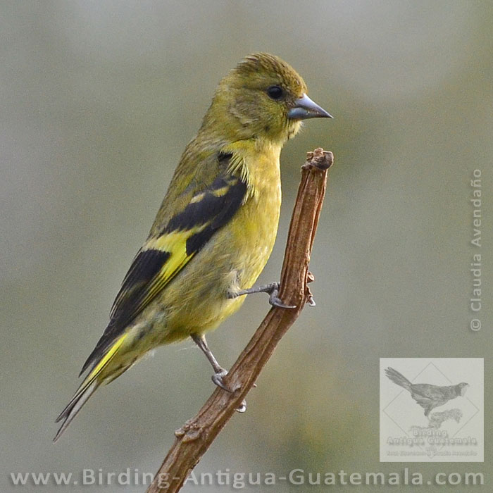 Black-headed Siskin