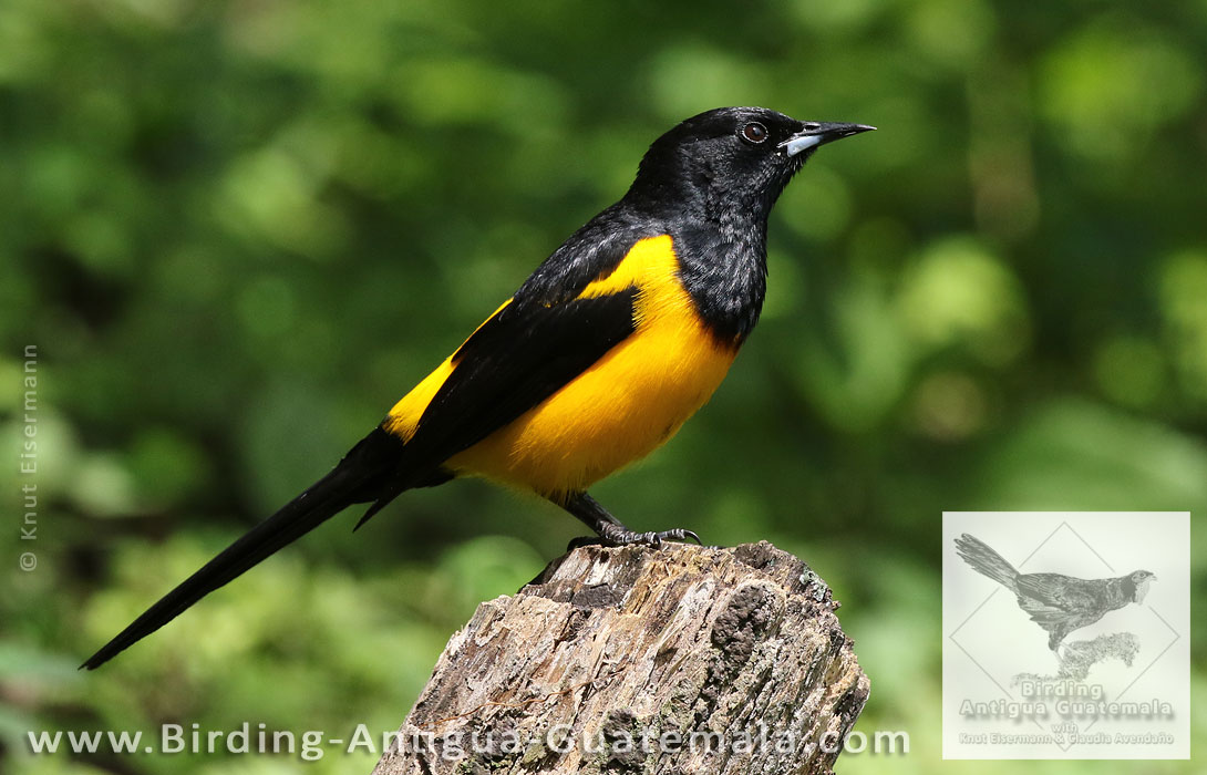 Black-vented Oriole