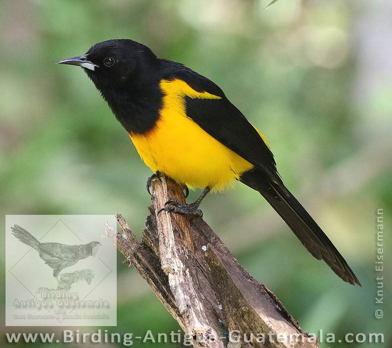 Black-vented Oriole