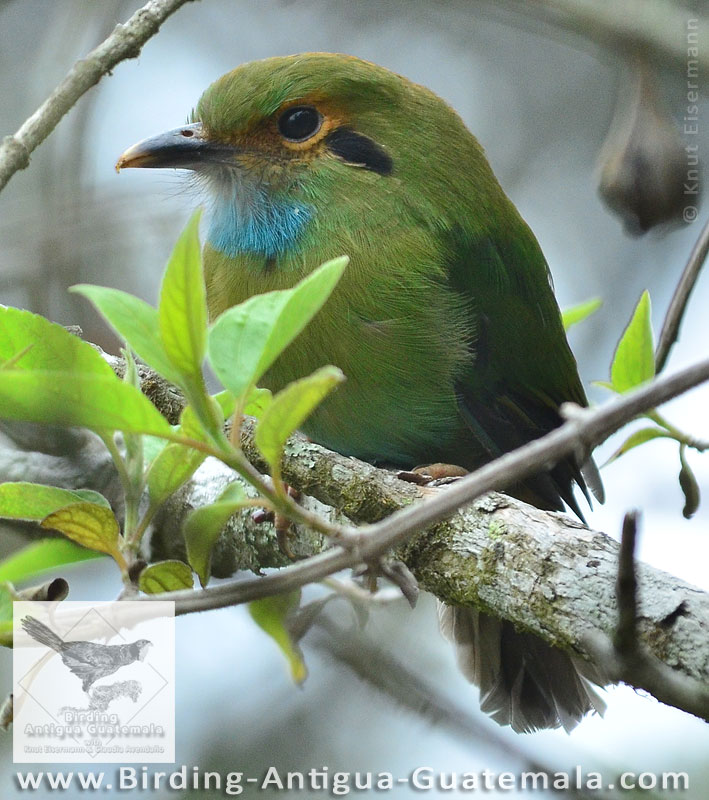 Blue-throated Motmot