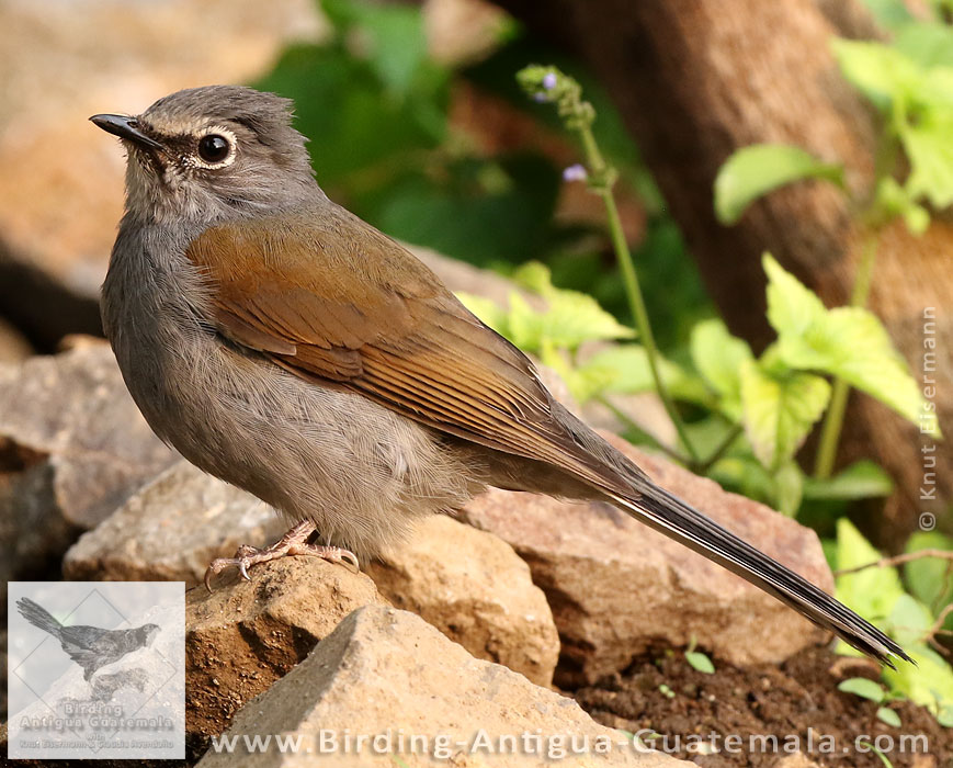 Brown-backed Solitaire