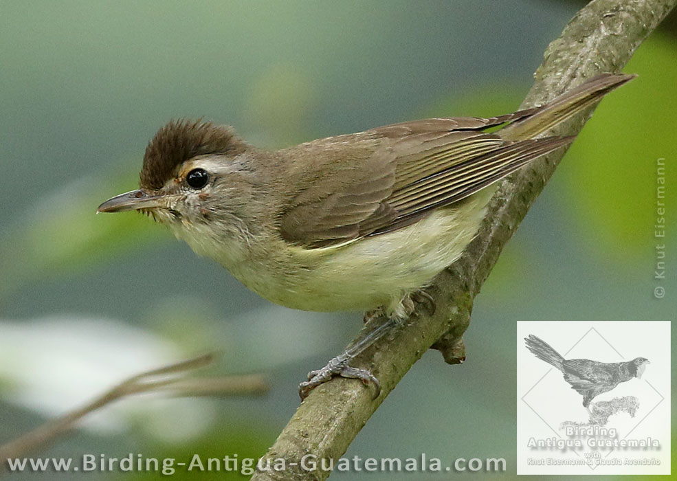 Brown-capped Vireo
