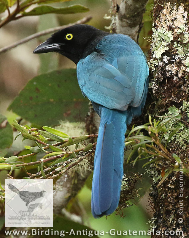 Bushy-crested Jay