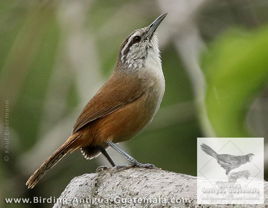 Cabanis's Wren