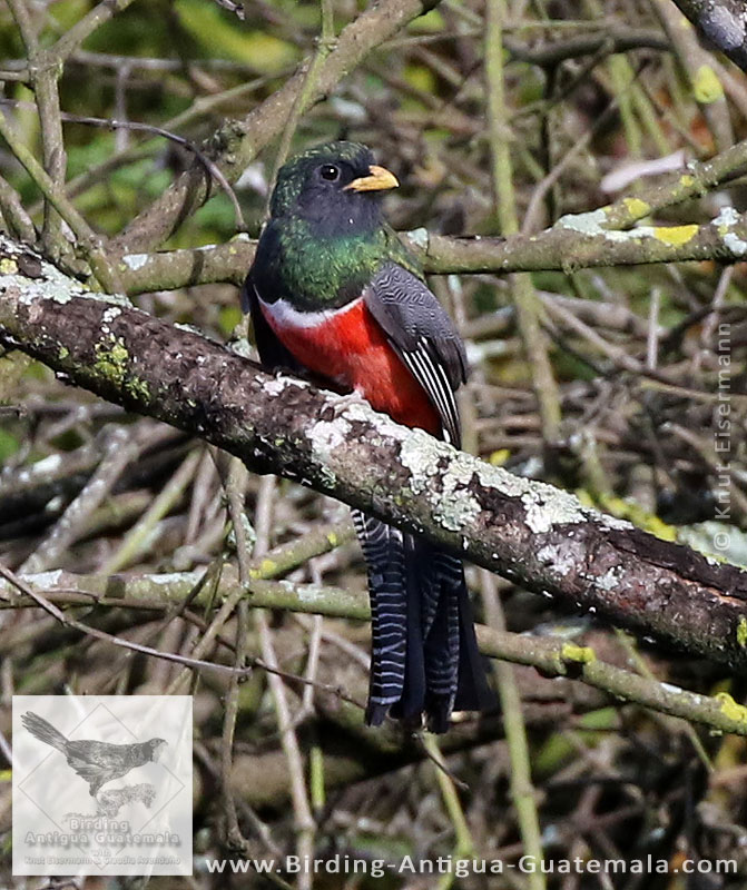 Collared Trogon