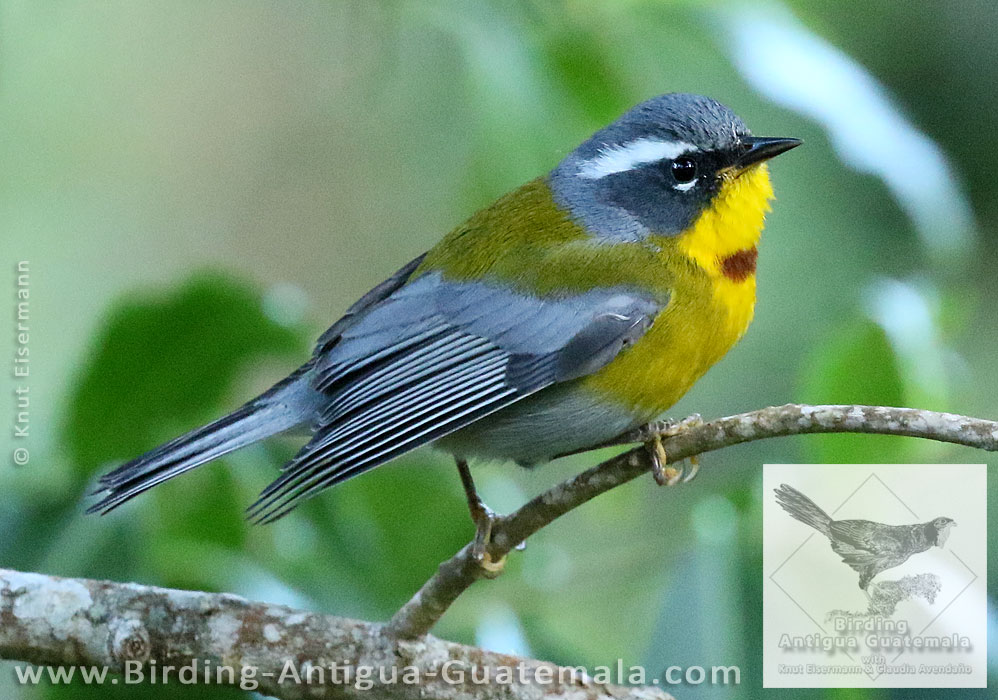 Crescent-chested Warbler