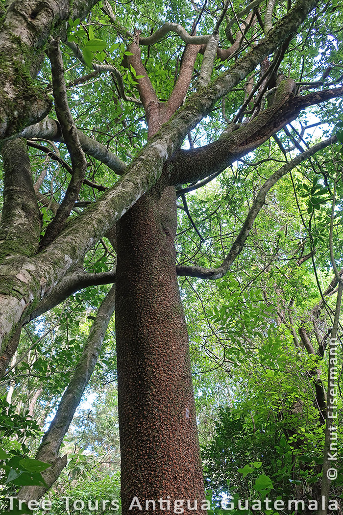 Tree tours Antigua Guatemala.