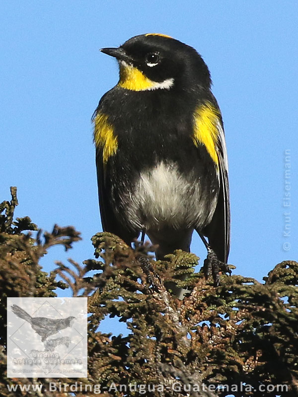 Goldman's Warbler