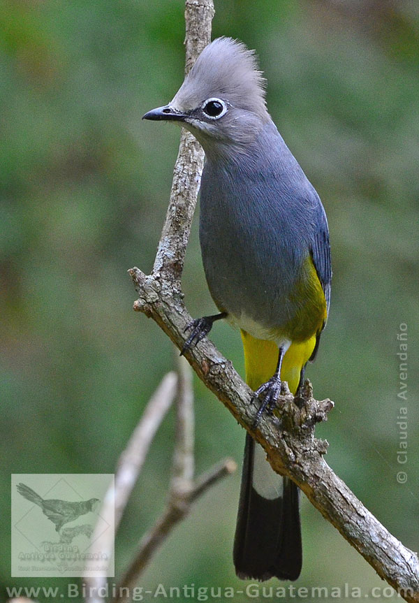 Gray Silky-flycatcher