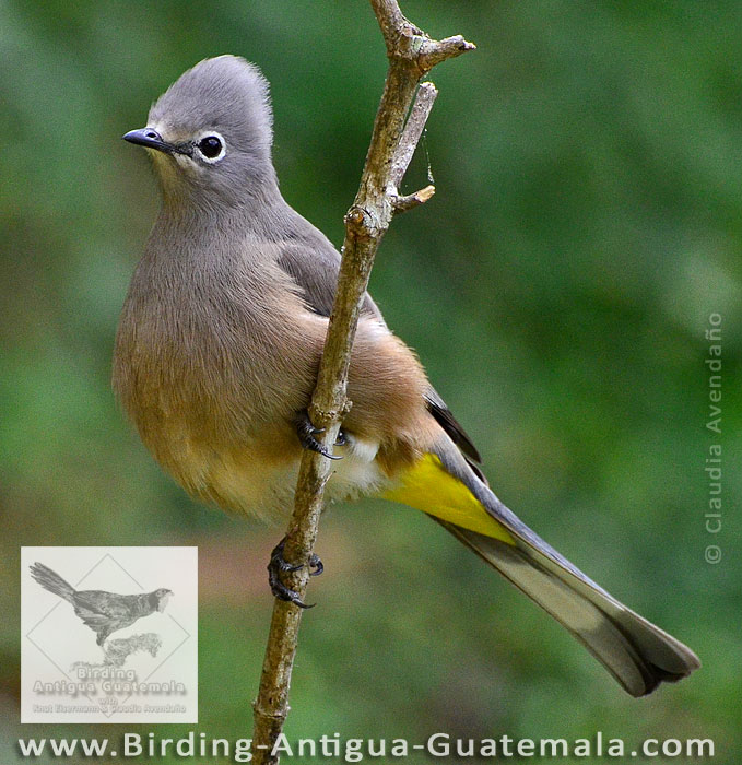 Gray Silky-flycatcher