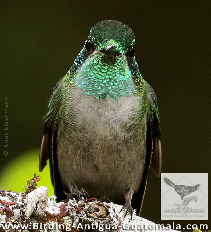 Green-throated Mountain-gem