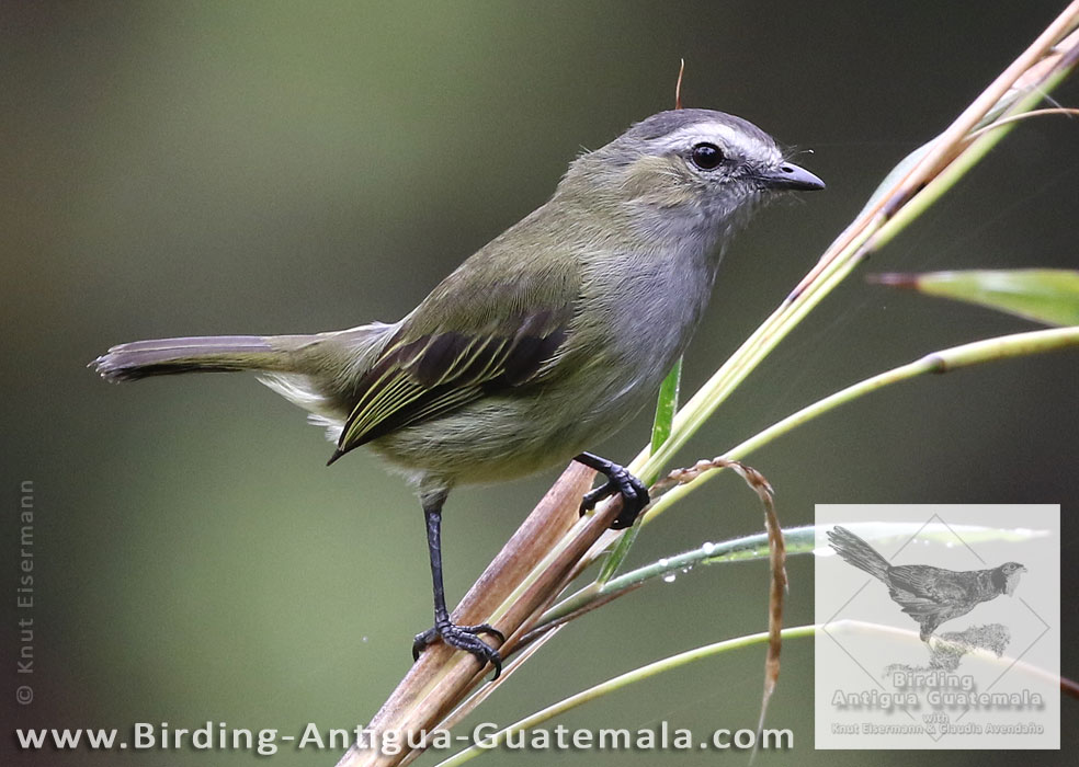 Guatemalan Tyrannulet