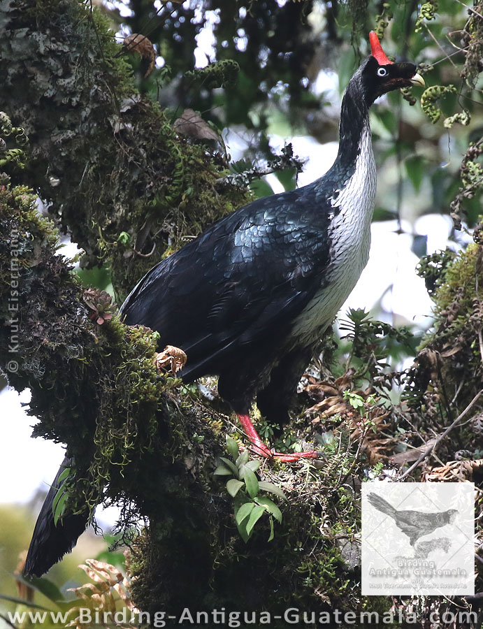 Horned Guan