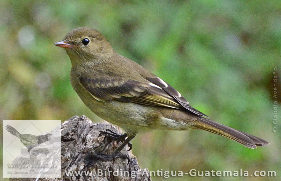 Mountain Elaenia