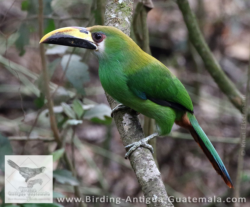 Northern Emerald-Toucanet
