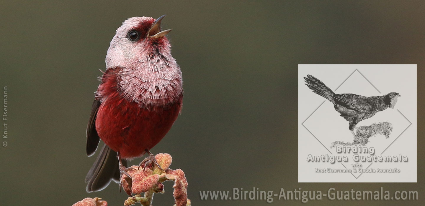 Pink-headed Warbler