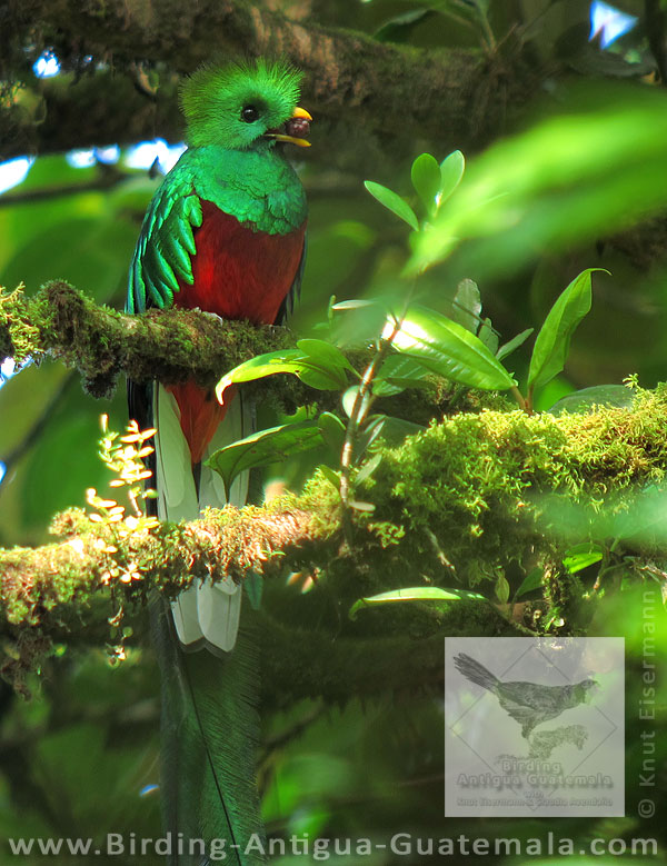 Resplendent Quetzal