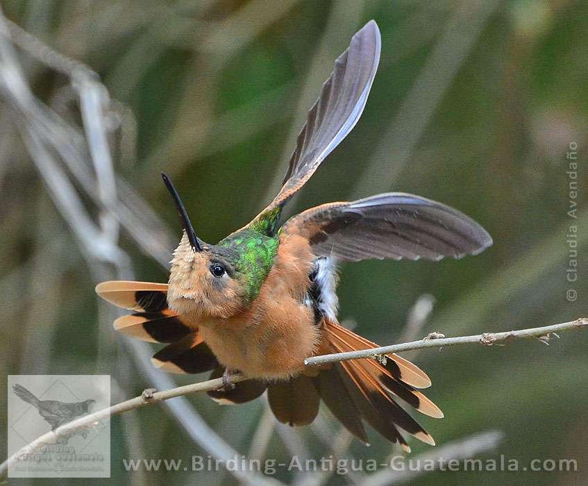 Rufous Sabrewing