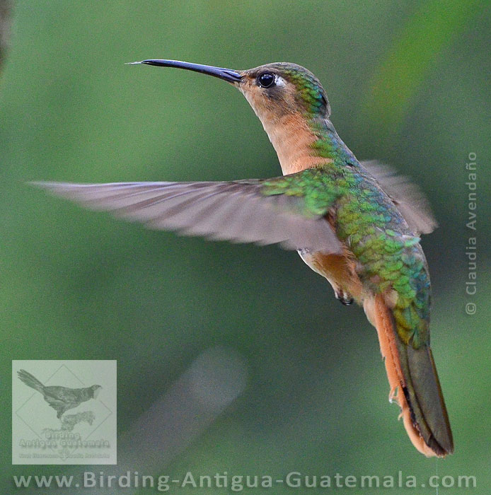 Rufous Sabrewing