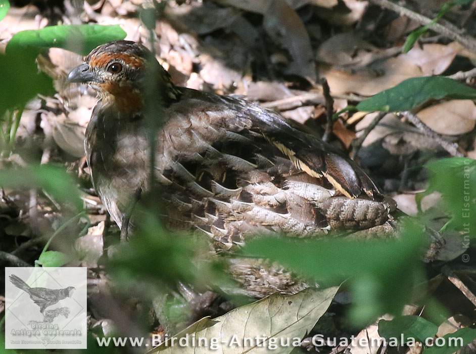 Singing Quail