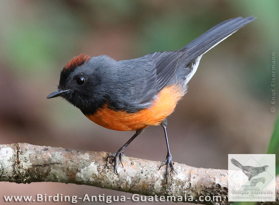Slate-throated Redstart