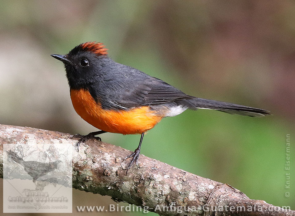 Slate-throated Redstart