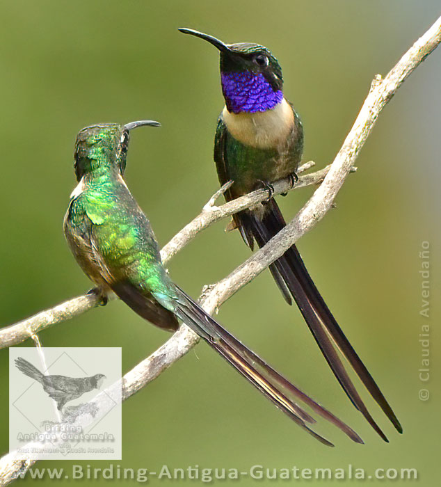 Slender Sheartail