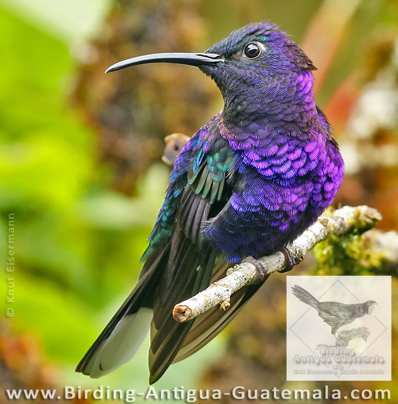 Violet Sabrewing