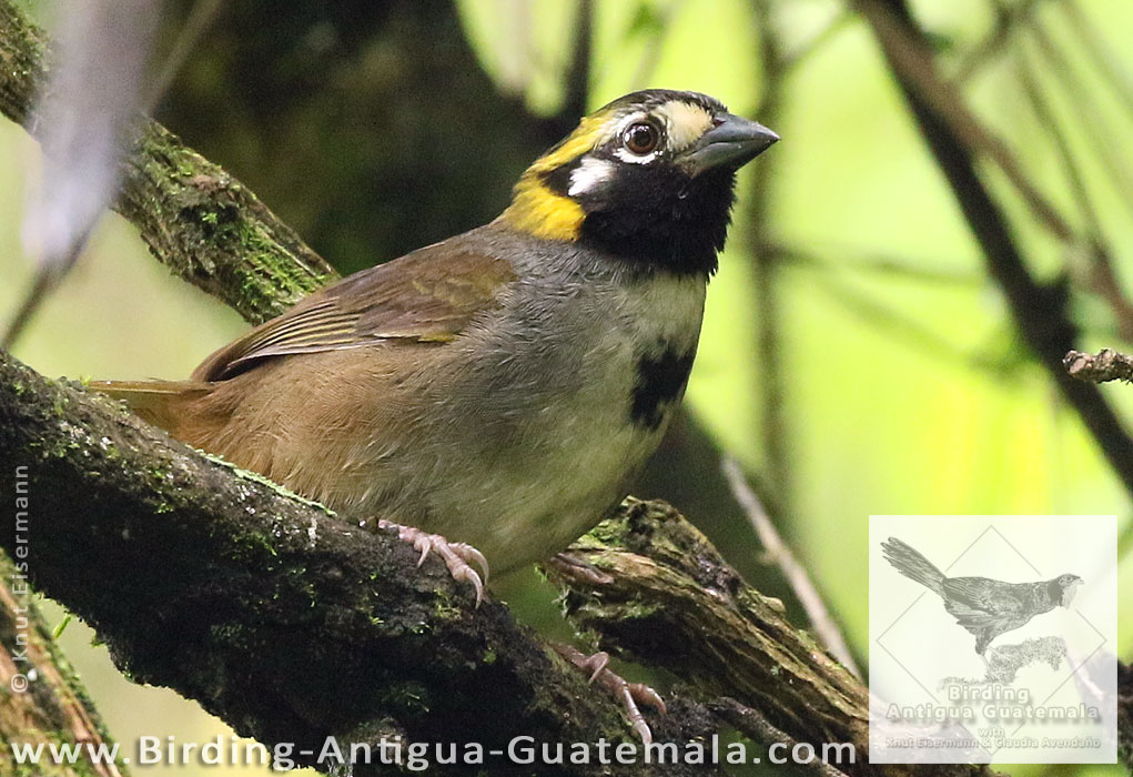 White-eared Ground-Sparrow