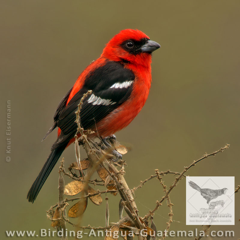 White-winged Tanager