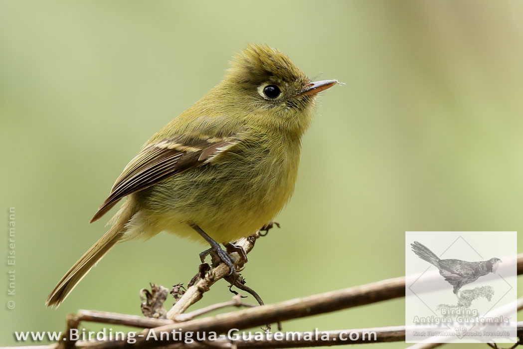 Yellowish Flycatcher