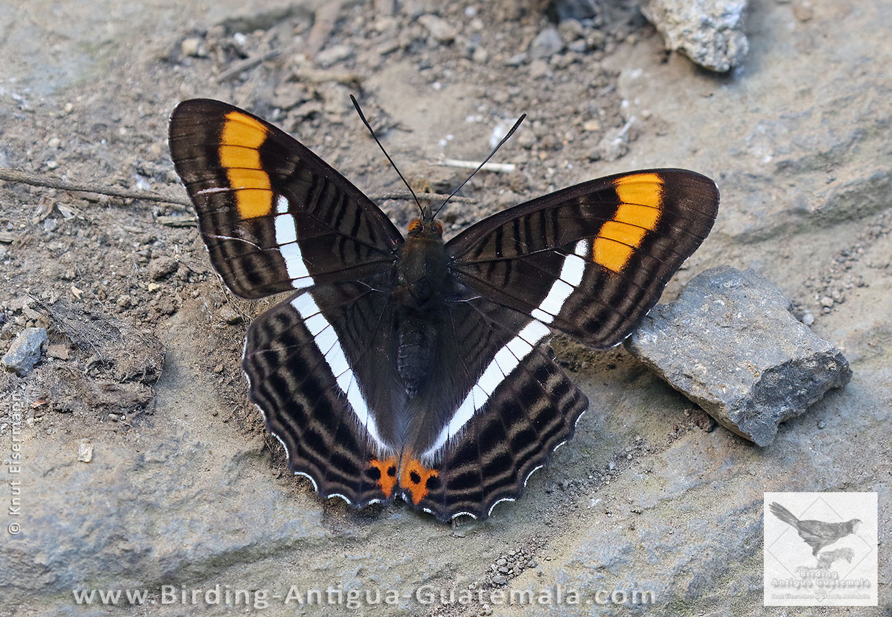 Montane Sister (Adelpha donysa)