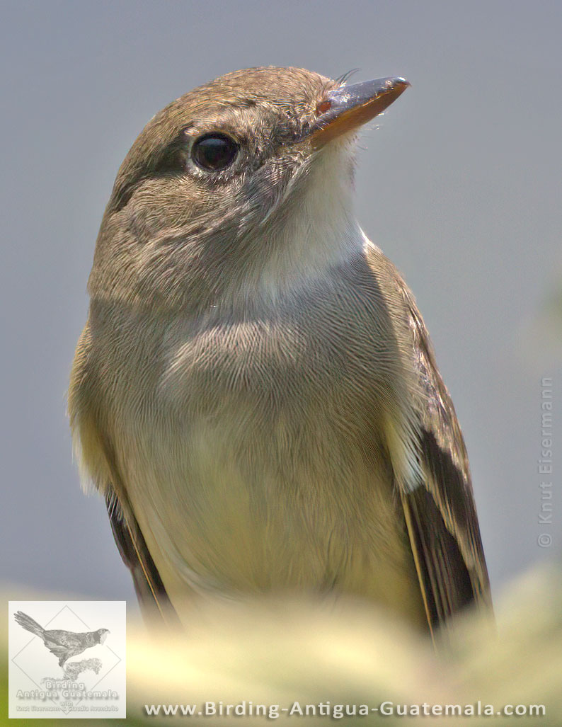 Alder Flycatcher