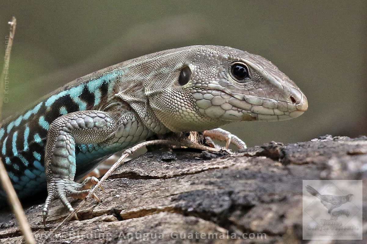 Rainbow Ameiva Holcosus undulatus