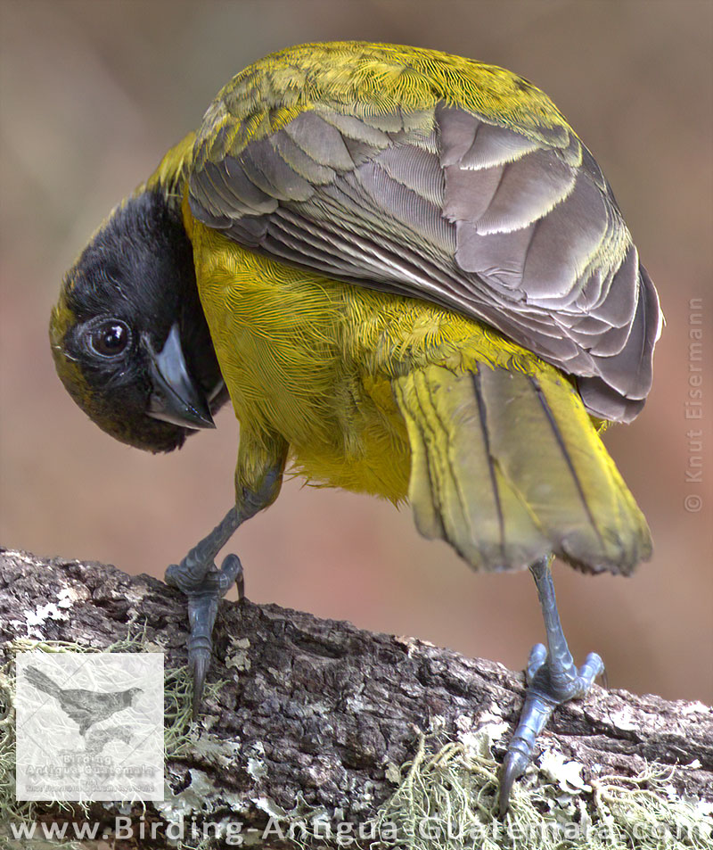 Bar-winged Oriole