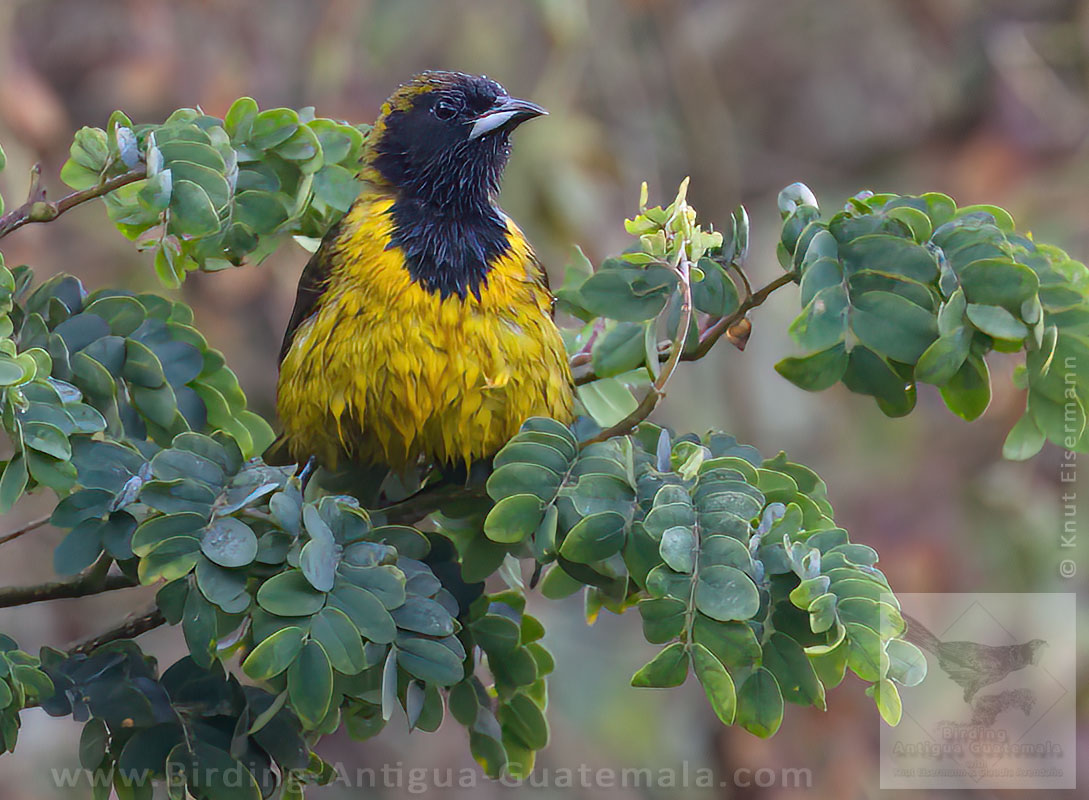 foliage-bathing Bar-winged Oriole