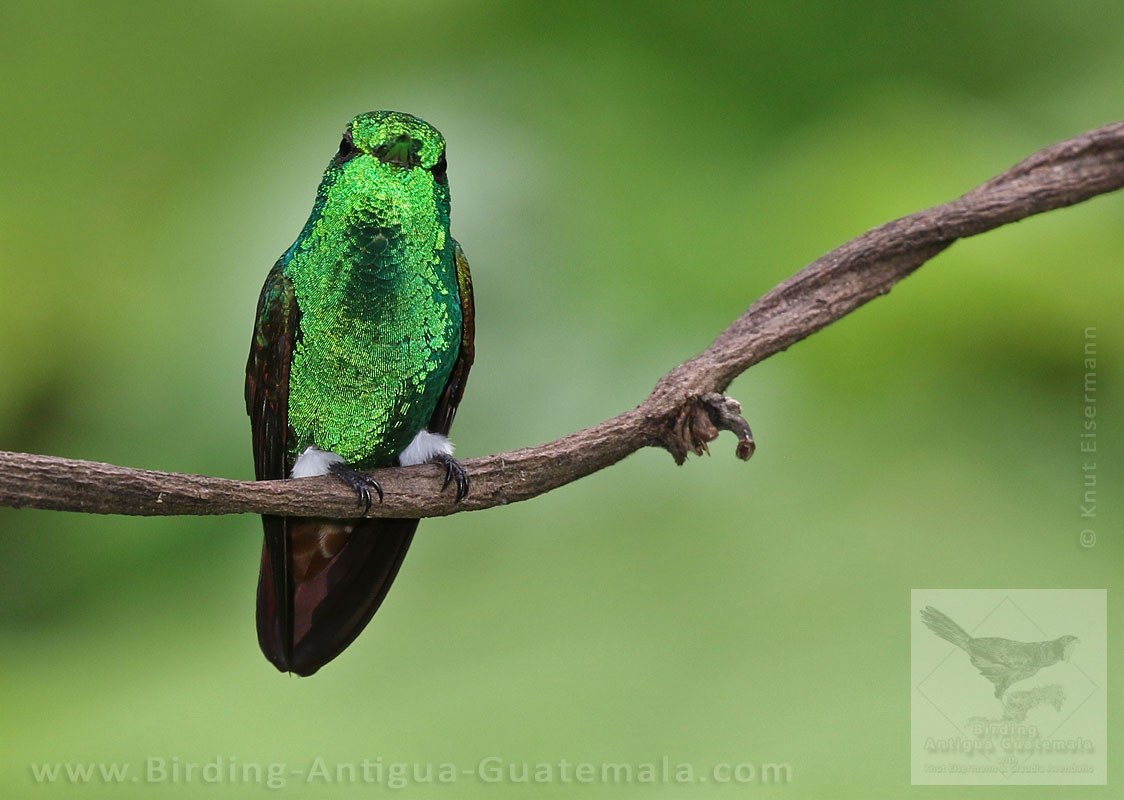 Berylline Hummingbird