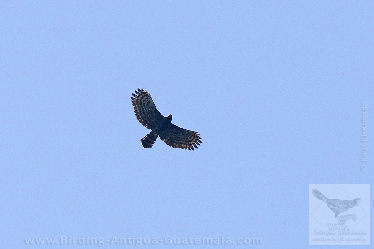 Black Hawk-Eagle