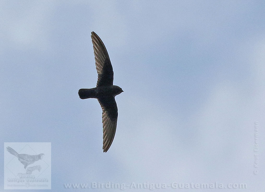 female Black Swift