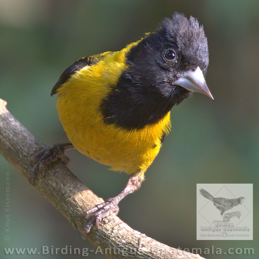 Black-headed Siskin