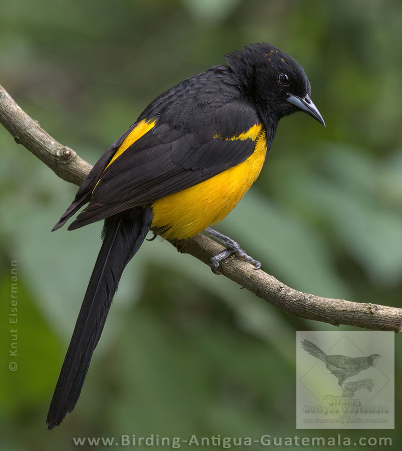 Black-vented Oriole