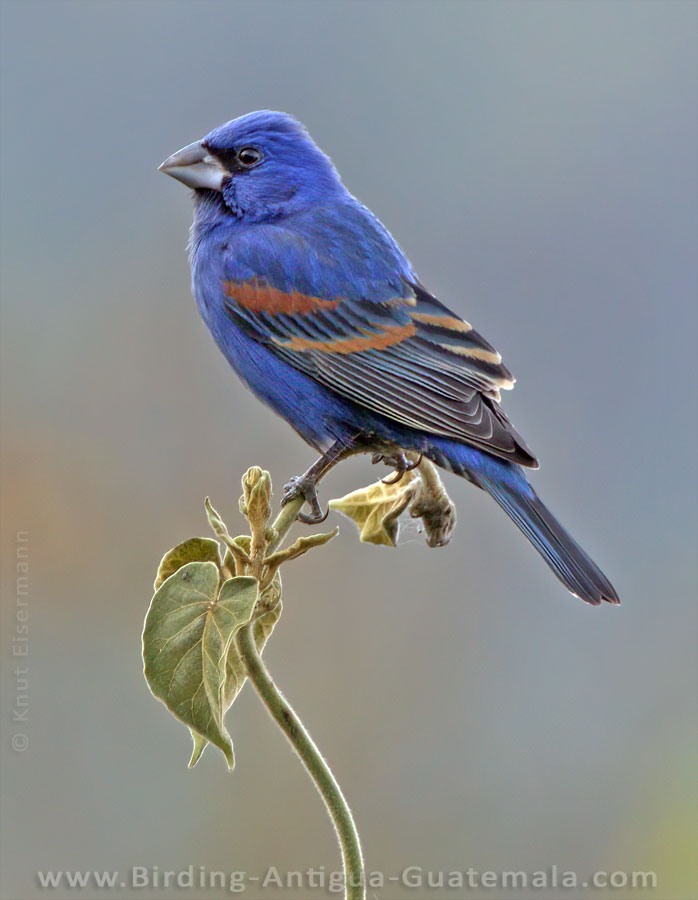 male Blue Grosbeak