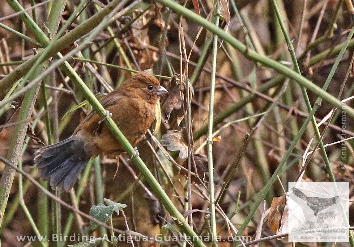Blue Seedeater