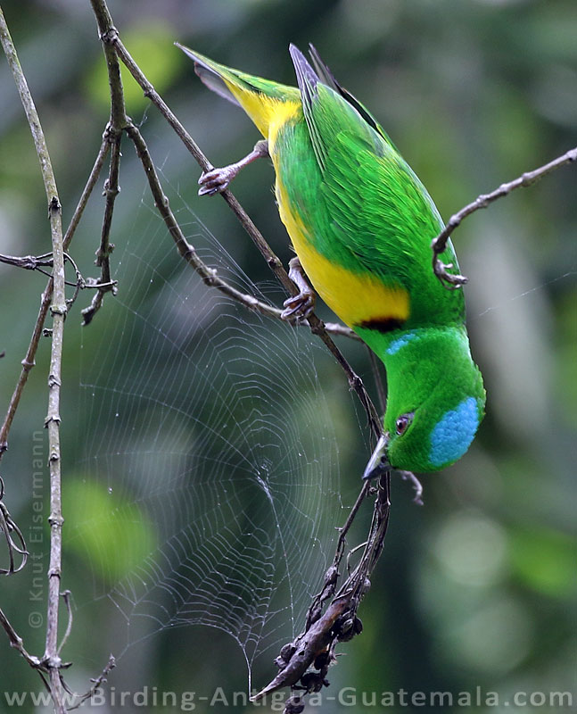 Blue-crowned Chlorophonia